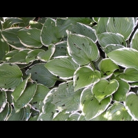 Hosta, hybride horticole Betsy King (fam Liliacees) (01)
